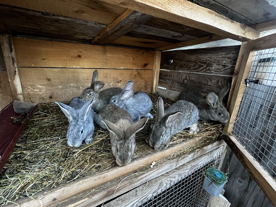 Urias german masculi 1 an