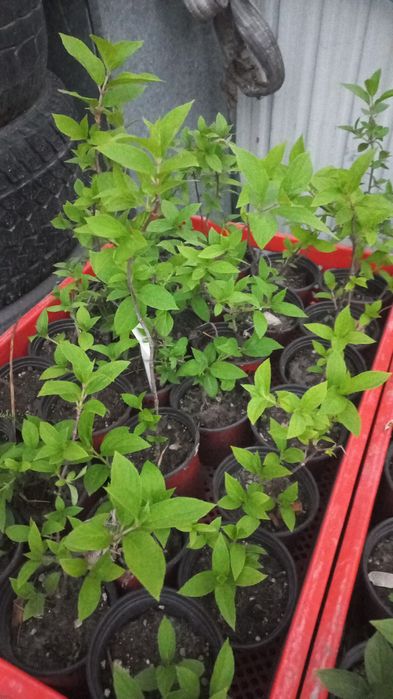 Продам детки гортензии