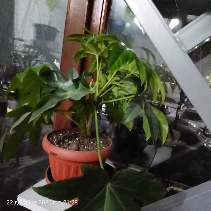 Продам полку для цветов.