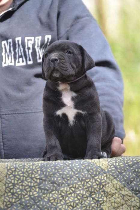 Cane Corso cu pedigree