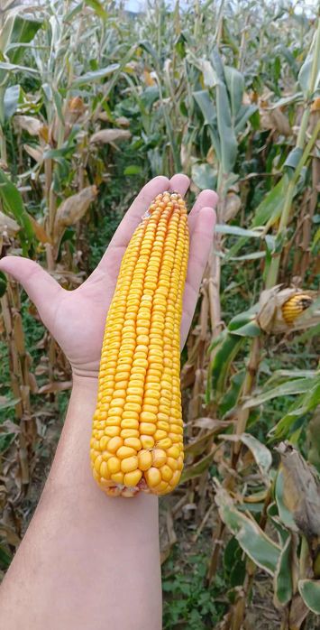 Porumb boabe producție 2025