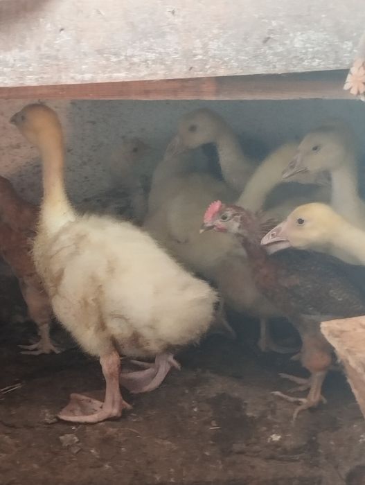 Продам гусят подрошенных.