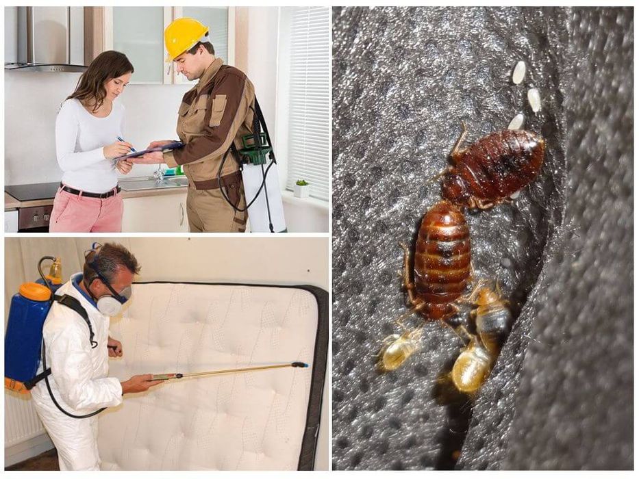 Дезинфекция Дезинсекция Деротизация Dezinfeksiya