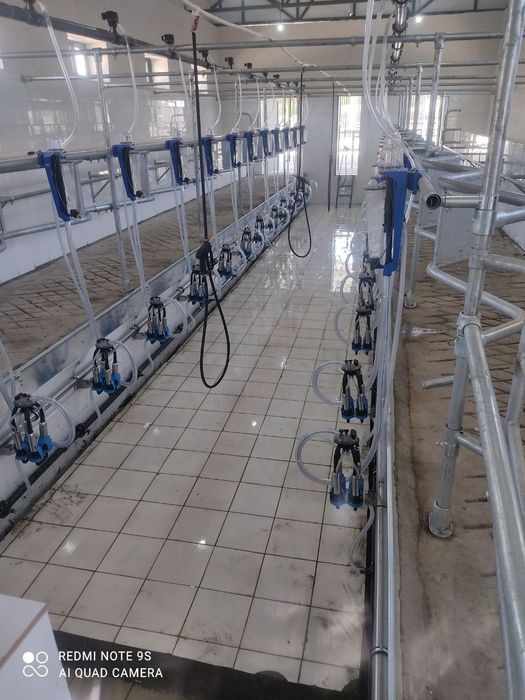 Доильное оборудование. Сут согиш ускунаси