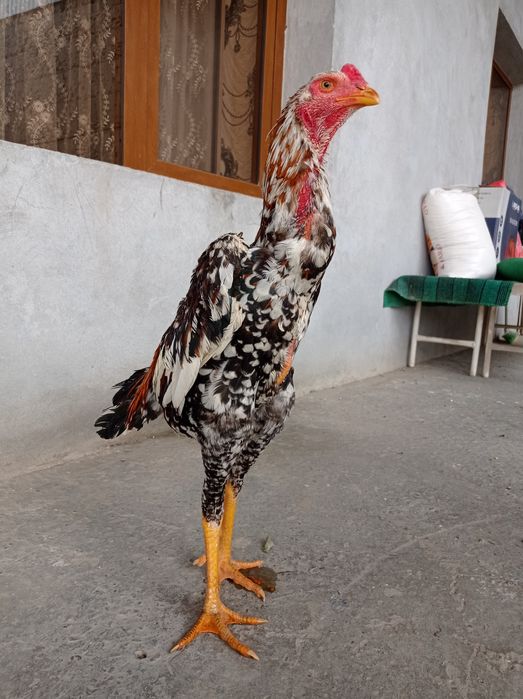 dakan xuroz sotiladi