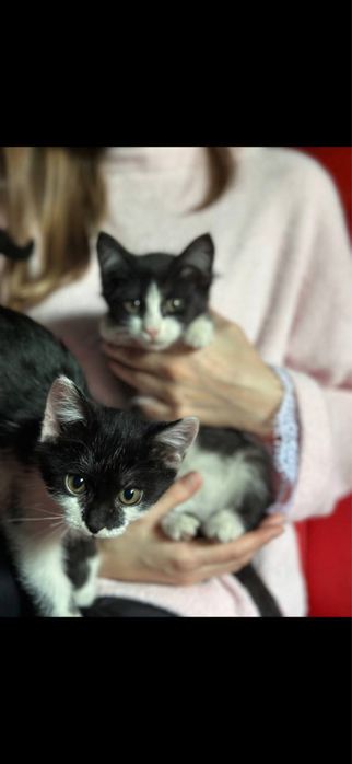 Отдадим котят в хорошие руки!
