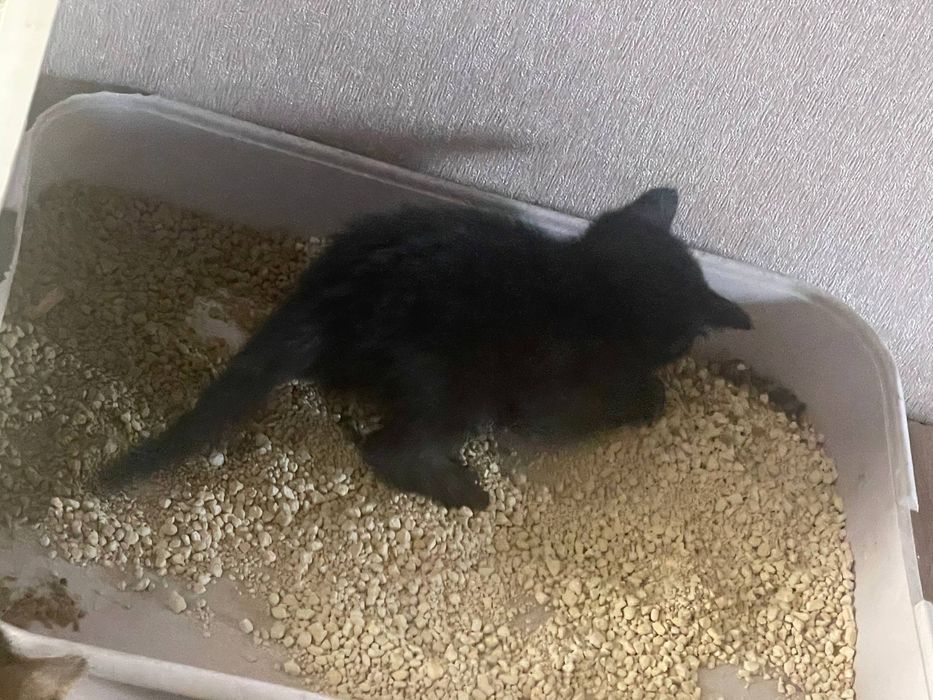 Продам котят от кошки Шотланкаской породы.