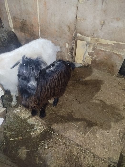 Теке сатылады дені сау