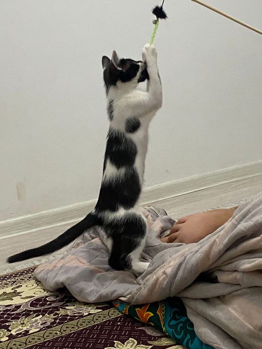 Отдам только в хорошие руки!