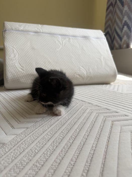 Отдам котят в хорошие руки, все девочки