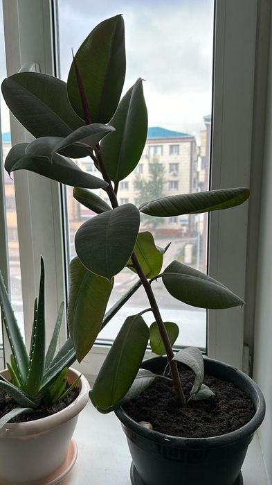 Продам цветок фикус.