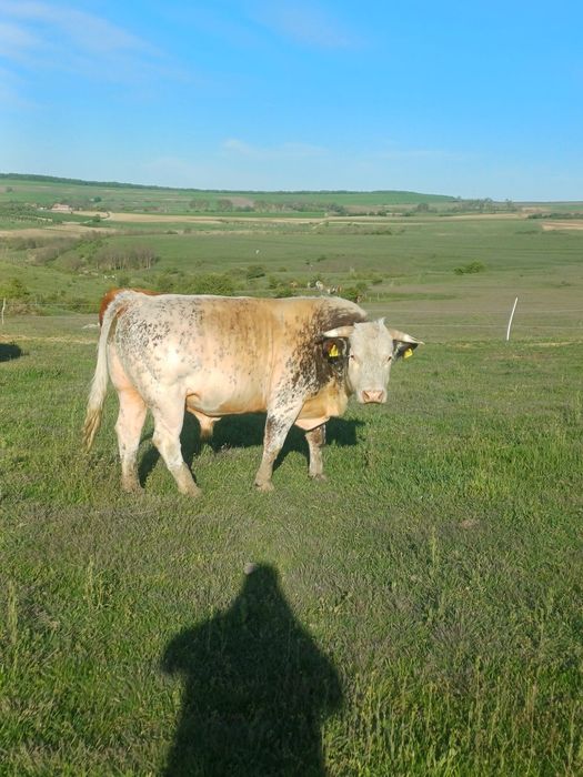 Vand tauri crescuți bio