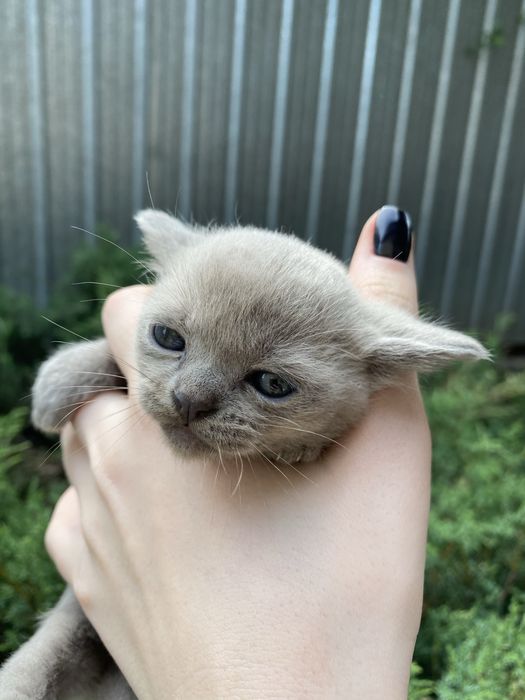 Бурманские котята