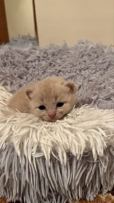 Котята от британца