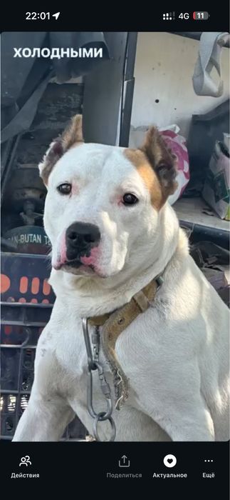 Продается щенок стаффордширский терьер