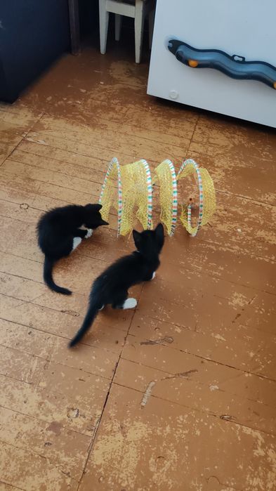 Милые котята. Мальчик и девочка