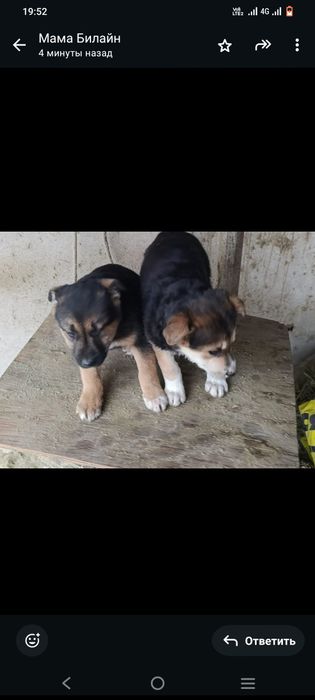 Отдам щенят бесплатно