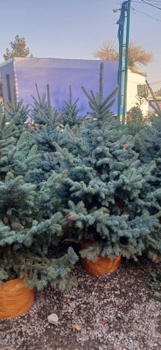 Кипарис kipar аризонский маржвеник туя голт туя  крим сасна арча archa