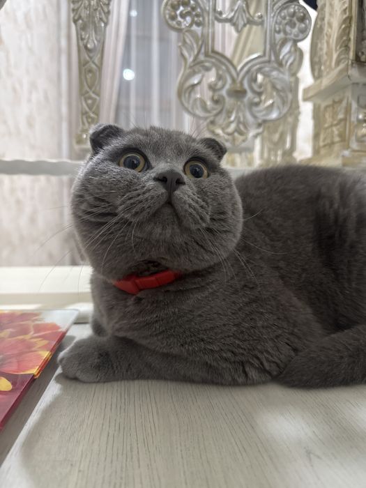 Вязка скотиш фолд