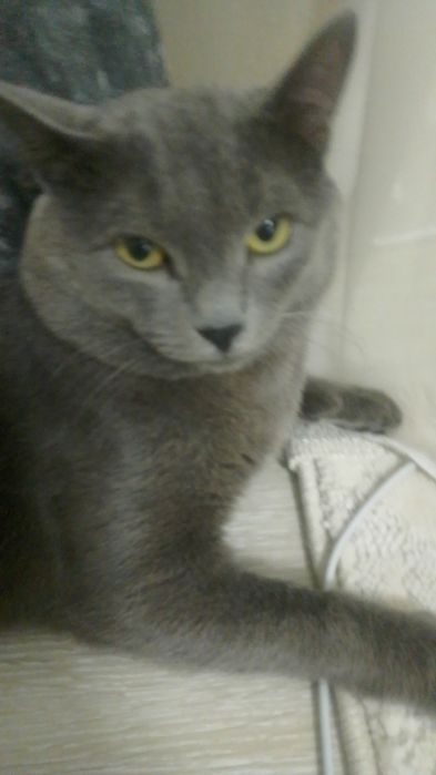 Отдам кота в хорошие руки