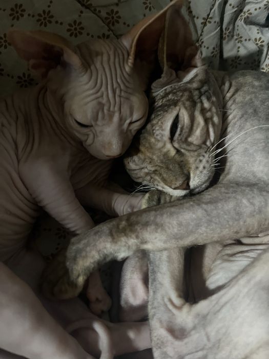 котенок канадский сфинкс