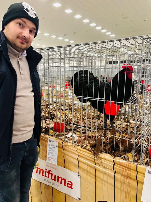 Ouă de incubat, pui australorp