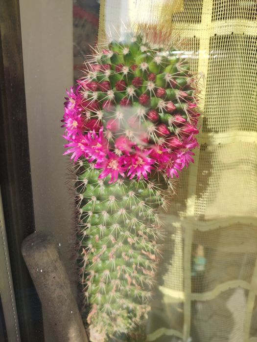 Кактус цъвтящ .. Кактус,кактус