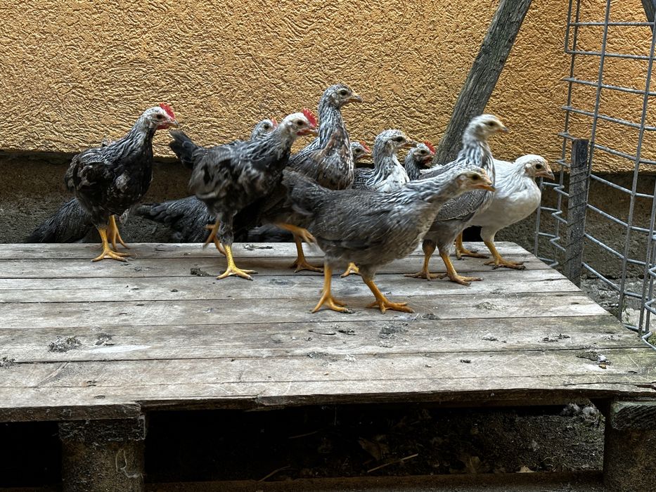 Familie gaini italiene argintii (5+1)