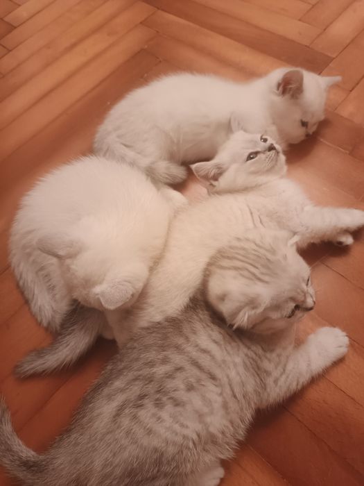 Котята окрас шиншилла