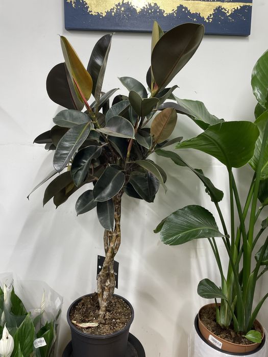 Фикус «коучконосный»