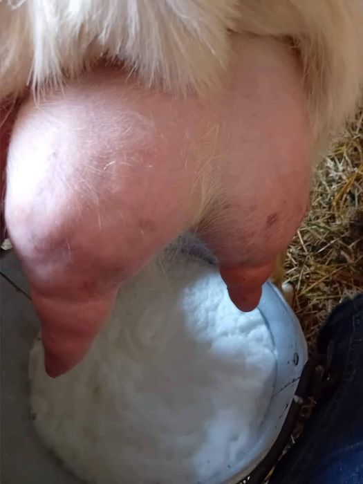 15 capre selectate de vanzare