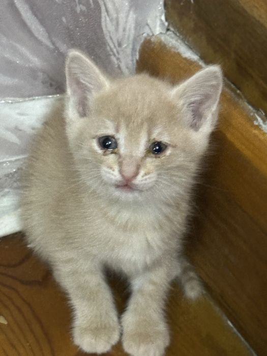 Отдам в добрые руки