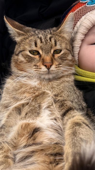 Еркек мысық кастрацияланған