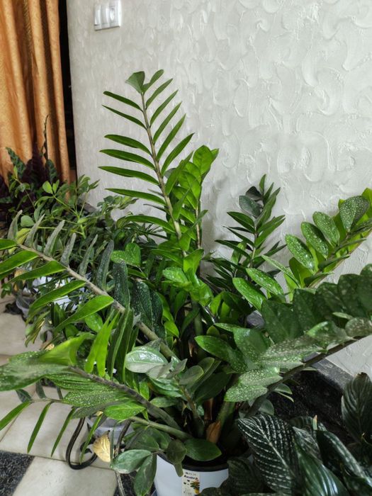 Gullar sotiladi. Hammasi sog’lom.