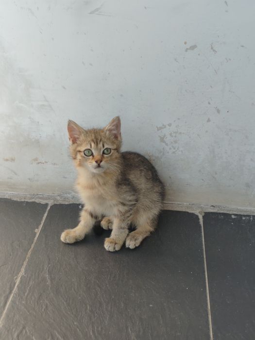 Отдадим котят в хорошие руки