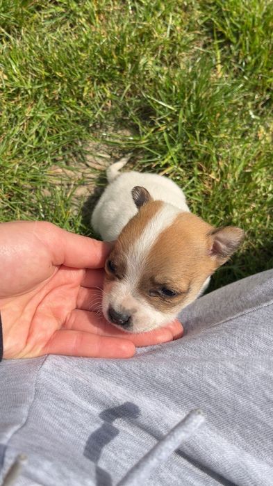 Джакчета- момче  и  момиче!