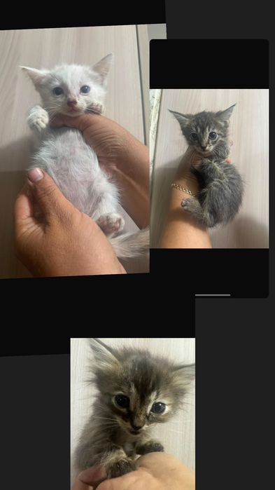 Отдам котята девочки
