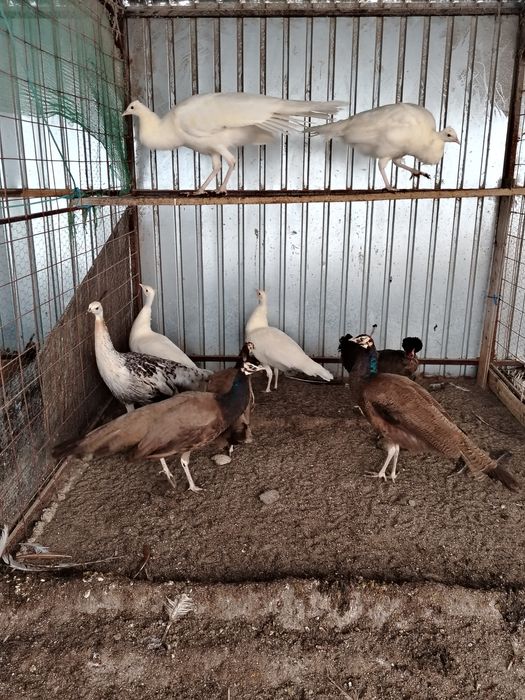 Păuni de diferite culori și varste