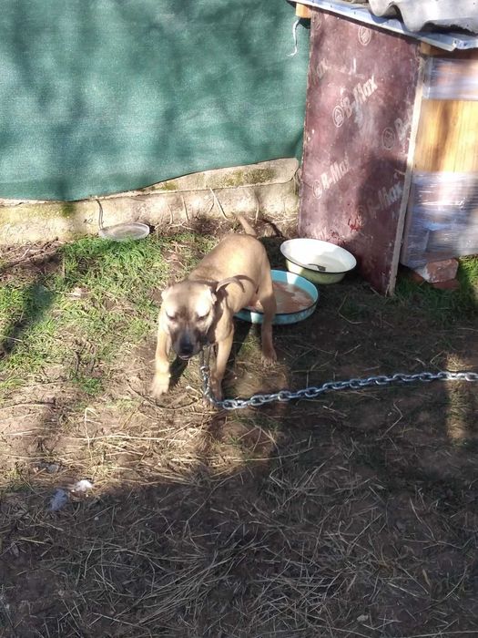 Свободно женско питбулче