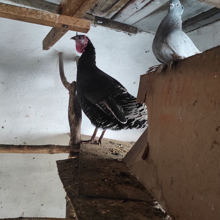 Продам индюшек не дорого