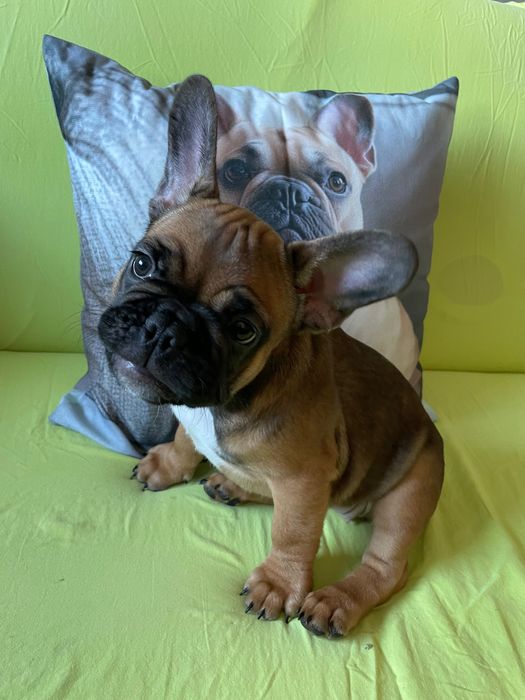 Френски   булдог
