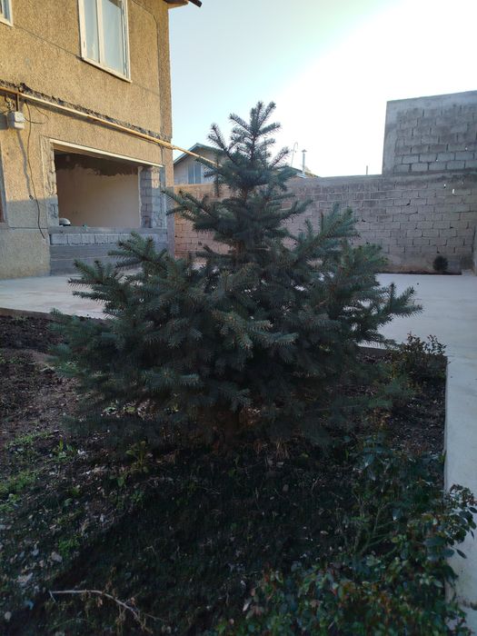 Гойубой йел арча сотилади