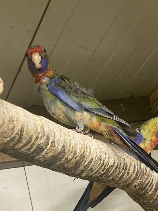 Papagal rosella 2025
