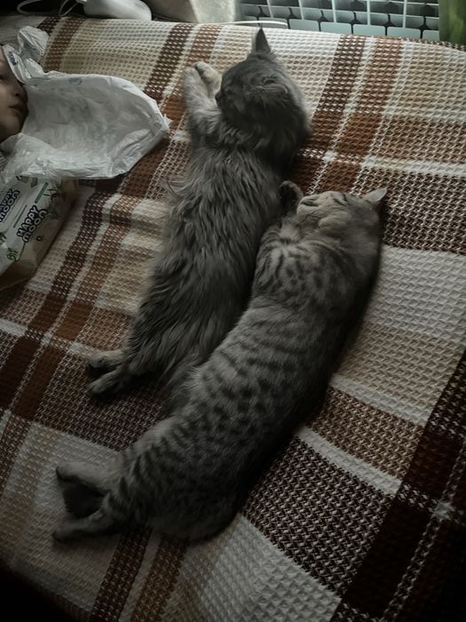 Кошечки ищут дом