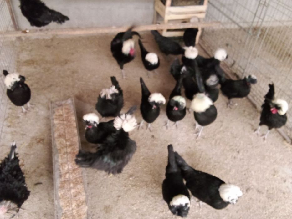 Pui,oua  pentru incubat gaini de rasa