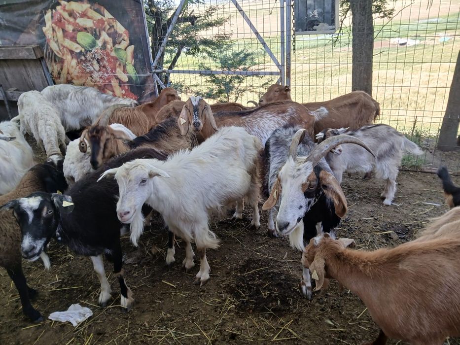 Vând 35 de capre și 15 plus iede și miei