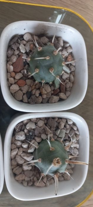 Продам тефрокактус.