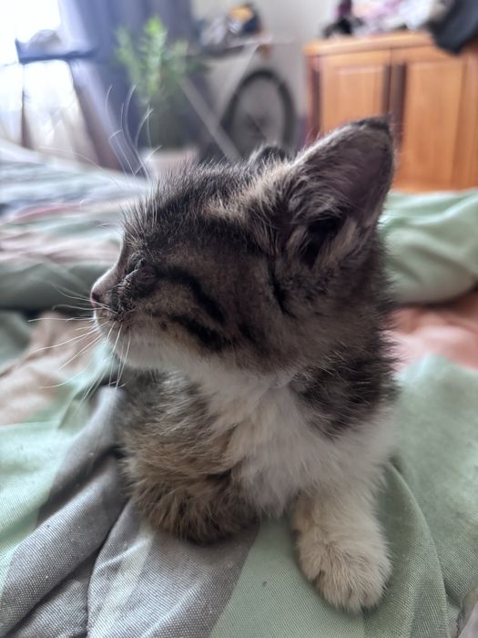 кошечка 1,5 месяца