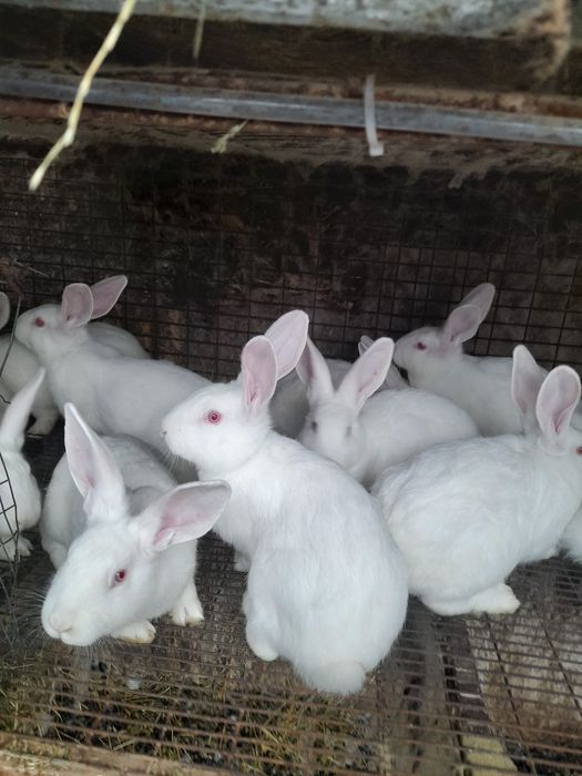 Iepuri hjcole tineret