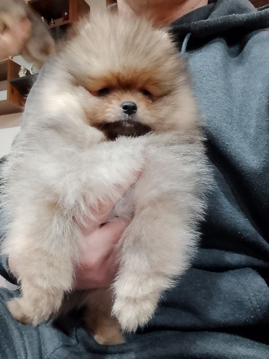 Померан померани